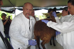 Small Ruminants