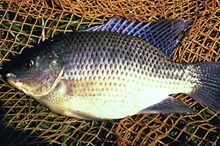 Fish Stress