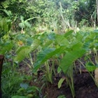 Dealing With Climate Change in Samoa
