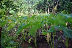 Dealing With Climate Change in Samoa