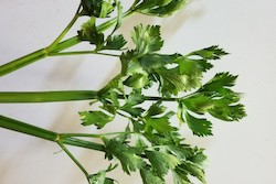 Celebrate Celery