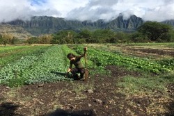 Tools for Soil