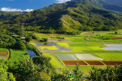 Food and Innovation for the Future