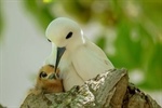 Tern, Tern, Tern