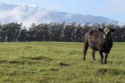 Interviews in Livestock Extension