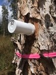 New Study on Rapid ʻŌhiʻa Death