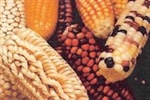 Size Matters…in Genomes