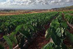 Interviews in Sustainable and Organic Agriculture on Kaua‘i