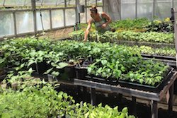 Interviews in Sustainable and Organic Agriculture on O‘ahu