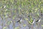 Kanaka Maoli and Malama ‘Aina