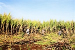 Sugarcane and Sustainability