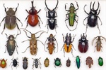 “An Inordinate Fondness for Beetles”