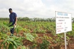 Mi Cassava Es Su Cassava
