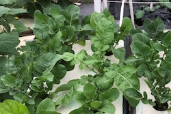 Grow Easy