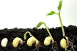 The Seeds of a Career