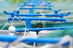 Aquaculture Production