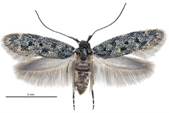 Five New Endemic Moths