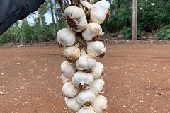 Garlic Gone Local