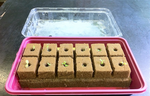 How To Start Seeds In Rockwool Cubes For Hydroponics - Bright Lane