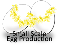 Small Scale Egg Production