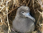 Nests in Your Neighborhood