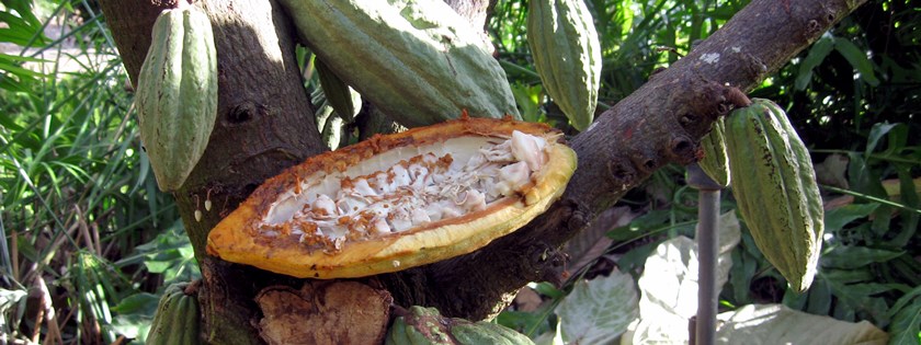 cacao-with-pod
