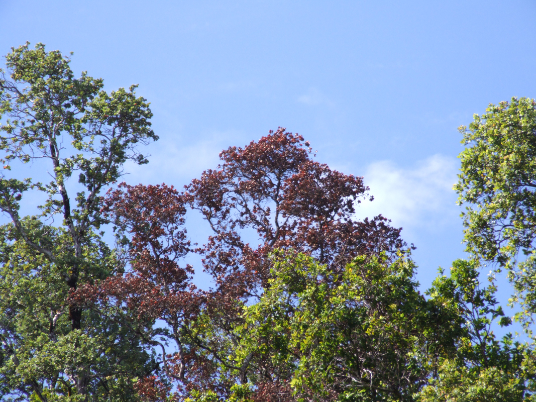 Don't spread ROD: Don't move ʻōhiʻa, clean your tools, your gear, your vehicle. (Photo by JB Friday)