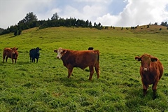Direct-to-Consumer Livestock Sales