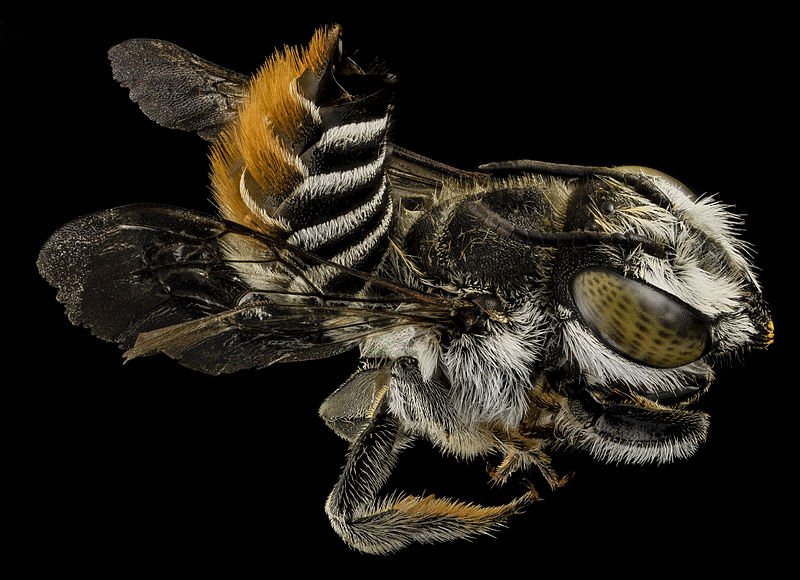 Megachile fullawayi