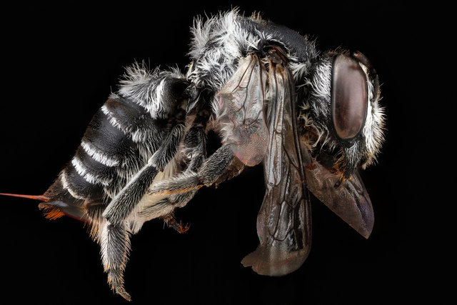 Megachile timberlakei