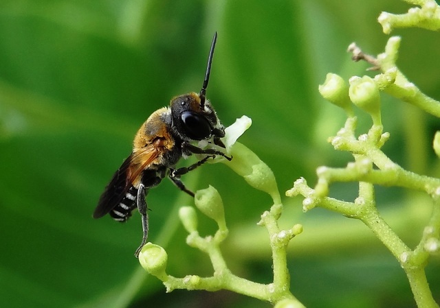 Megachile umbripennis