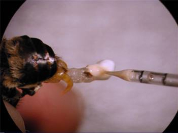 Extraction of honey bee semen from a male