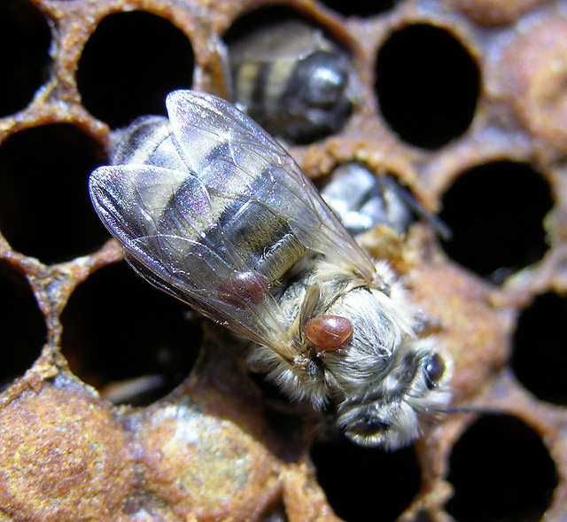 Varroa mite on a worker bee