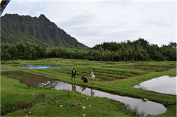 Hawaii-One-Ag Consortium: Partnership Amongst UH System Schools