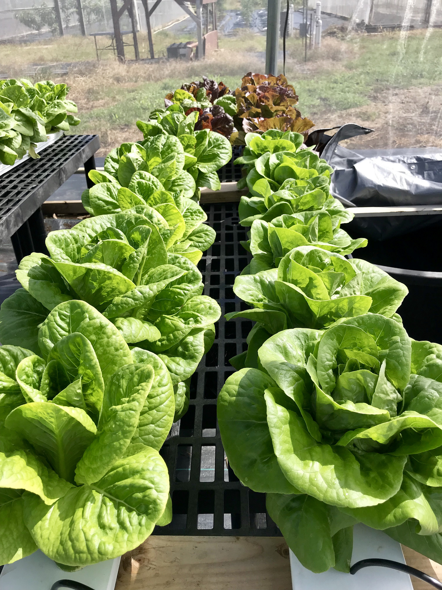 hydroponics lettuce