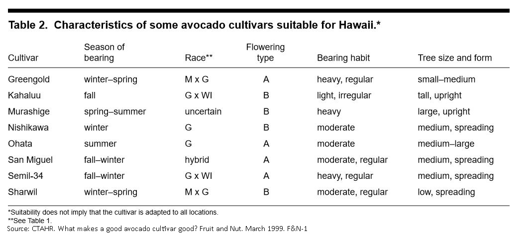 avocado cultivar