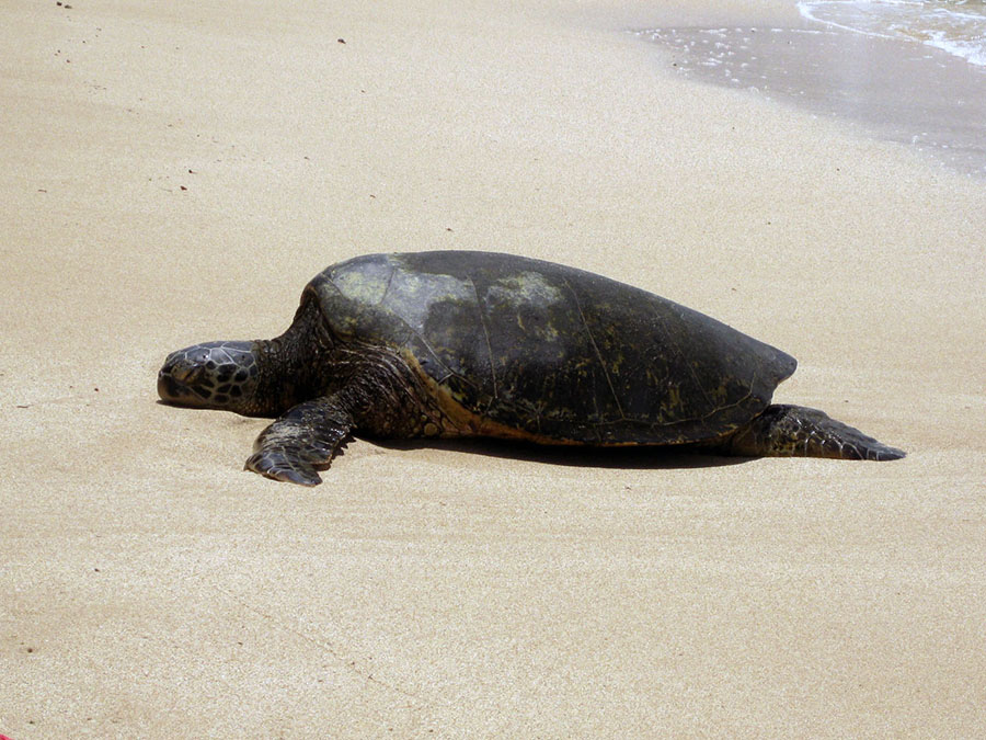 turtle