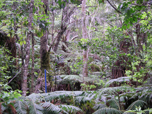 Figure 1a. One of nine permanent plots in tropical wet forest on the Island of Hawaii.HETF_NSFII