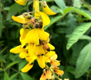 hb sunn hemp cropped636675411506901707 hb sunn hemp cropped636675411506901707