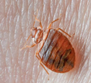 bed bug bites on genital area