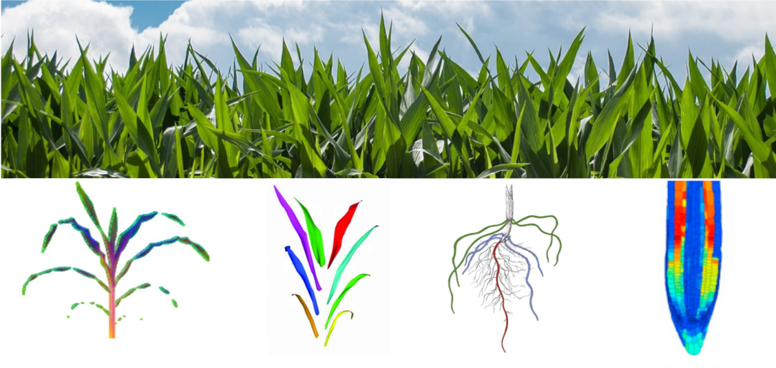 Data Driven Ag root and shoot phenotyping