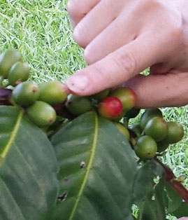 coffee leaf and berries