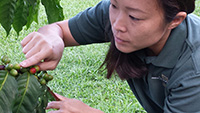 Andrea Kawabata examining coffee plant