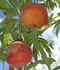Peaches hanging on branch