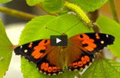 kamehameha butterfly and caterpillar on leaf